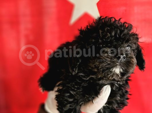 Si̇msi̇yah Toy Poodle Yavrularimiz görsel