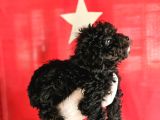SİMSİYAH TOY POODLE YAVRULARIMIZ