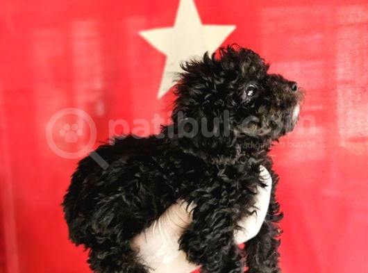 Si̇msi̇yah Toy Poodle Yavrularimiz