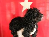 Si̇msi̇yah Toy Poodle Yavrularimiz