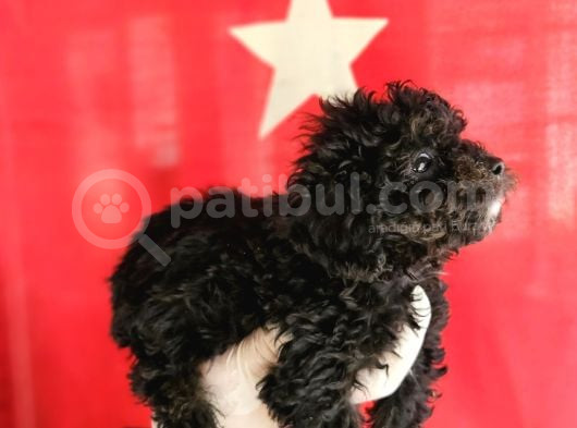 Si̇msi̇yah Toy Poodle Yavrularimiz görsel