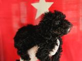 Si̇msi̇yah Toy Poodle Yavrularimiz