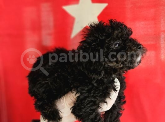 Si̇msi̇yah Toy Poodle Yavrularimiz görsel