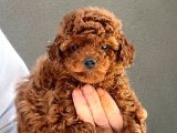 Toy Poodle Yavrularımız