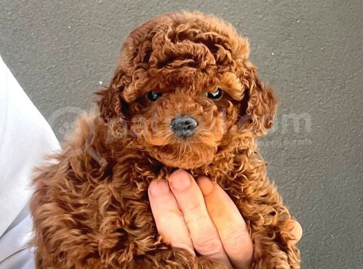 Toy Poodle Yavrularımız görsel