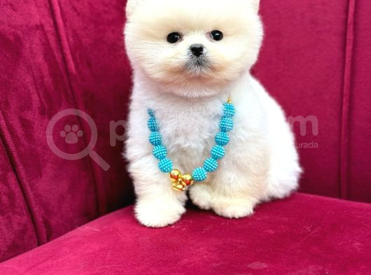 Pomerıan Boo Yavrularımız görsel
