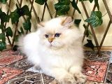 Şecereli Orijinal British Longhair