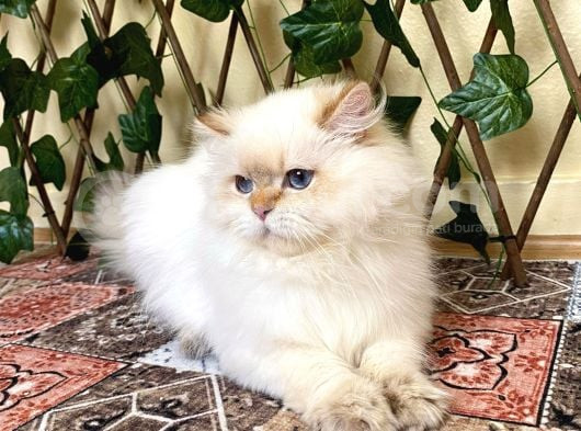 Şecereli Orijinal British Longhair