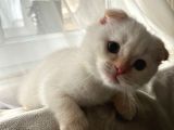 Scottish Fold Yavrum