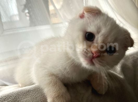 Scottish Fold Yavrum görsel