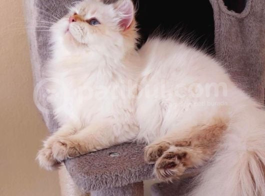 Şecereli Orijinal British Longhair görsel