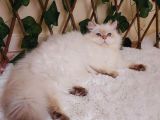 Şecereli Orijinal British Longhair