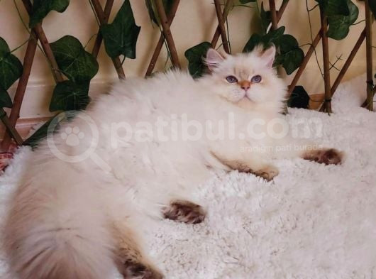 Şecereli Orijinal British Longhair görsel