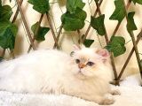 Şecereli Orijinal British Longhair
