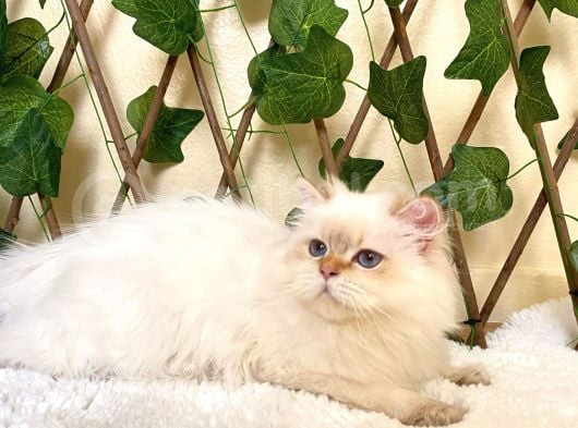 Şecereli Orijinal British Longhair görsel
