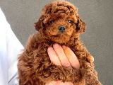 Toy Poodle Yavrularımız