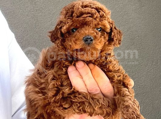 Toy Poodle Yavrularımız