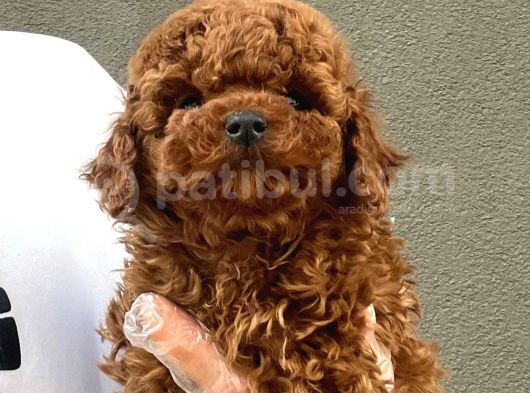 Toy Poodle Yavrularımız görsel