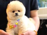 Pomerıan Boo Yavrularımız