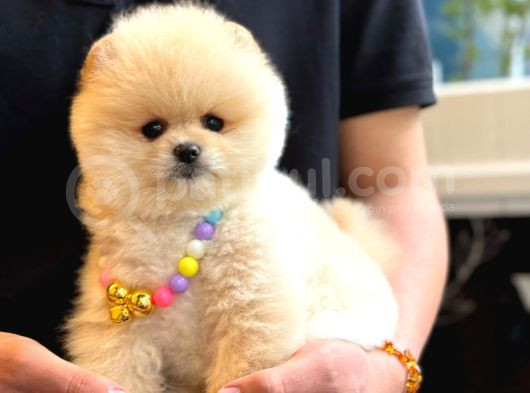 Pomerıan Boo Yavrularımız görsel