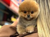 Pomerıan Boo Yavrularımız
