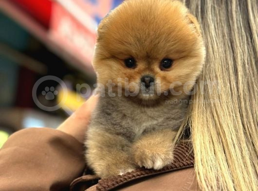 Pomerıan Boo Yavrularımız görsel