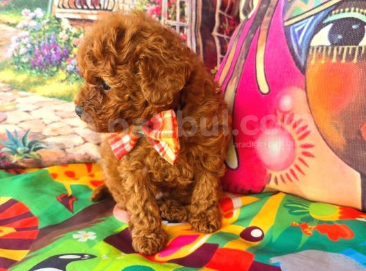 Toypoddle Bebeğimiz görsel