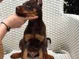 Estetikli Ve Estetiksiz Irk Garantili Doberman Yavrularımız