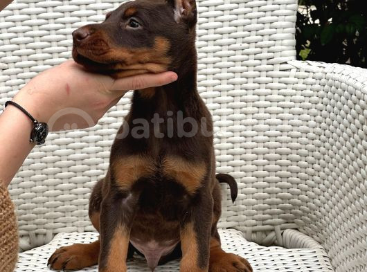 Estetikli Ve Estetiksiz Irk Garantili Doberman Yavrularımız görsel