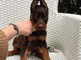 Estetikli Ve Estetiksiz Irk Garantili Doberman Yavrularımız