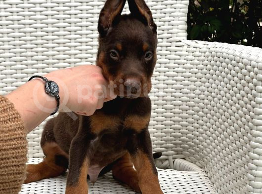 Estetikli Ve Estetiksiz Irk Garantili Doberman Yavrularımız görsel