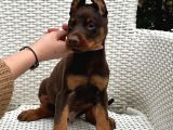 Estetikli Ve Estetiksiz Irk Garantili Doberman Yavrularımız