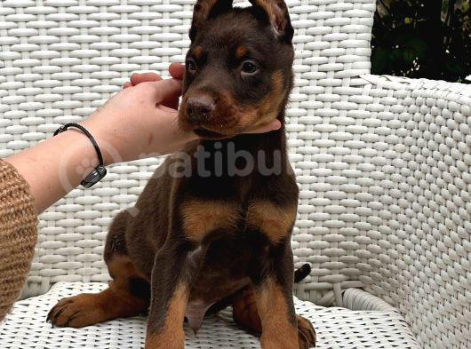 Estetikli Ve Estetiksiz Irk Garantili Doberman Yavrularımız görsel