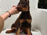 Estetikli ve estetiksiz ırk garantili Doberman yavrularımız