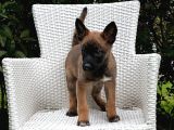 Eğitime Açık Malinois Yavrular
