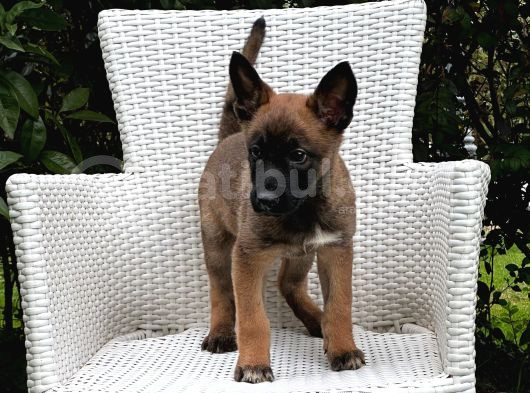 Eğitime Açık Malinois Yavrular görsel