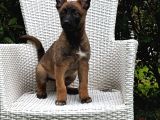 Eğitime Açık Malinois Yavrular