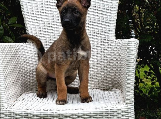 Eğitime Açık Malinois Yavrular görsel