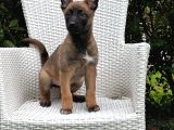 Eğitime açık Malinois yavrular