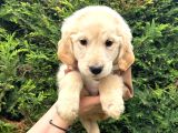 Ped Eğitimli Aşılı Macar Golden Retriever Yavrular