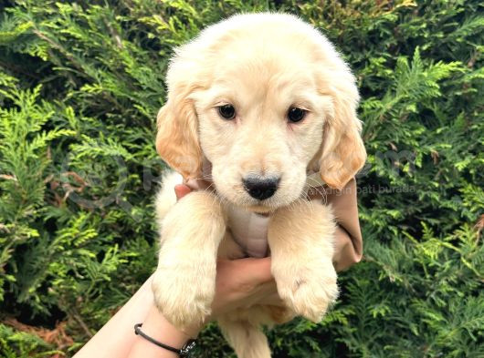 Ped Eğitimli Aşılı Macar Golden Retriever Yavrular görsel