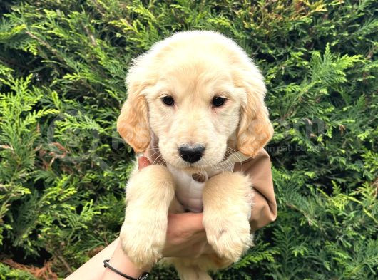 Ped Eğitimli Aşılı Macar Golden Retriever Yavrular görsel