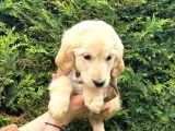 Ped Eğitimli Aşılı Macar Golden Retriever Yavrular