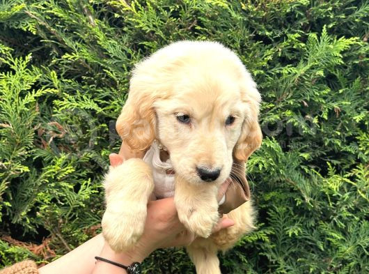 Ped Eğitimli Aşılı Macar Golden Retriever Yavrular görsel