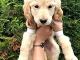 Ped Eğitimli Aşılı Macar Golden Retriever Yavrular