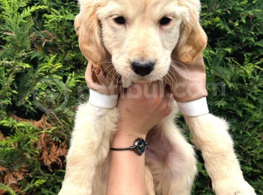 Ped Eğitimli Aşılı Macar Golden Retriever Yavrular görsel