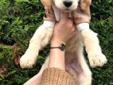 Ped eğitimli aşılı Macar golden retriever yavrular
