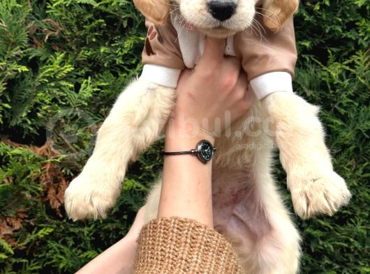 Ped Eğitimli Aşılı Macar Golden Retriever Yavrular