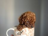 Redbrown Kore Teacup Poodle Bebekler