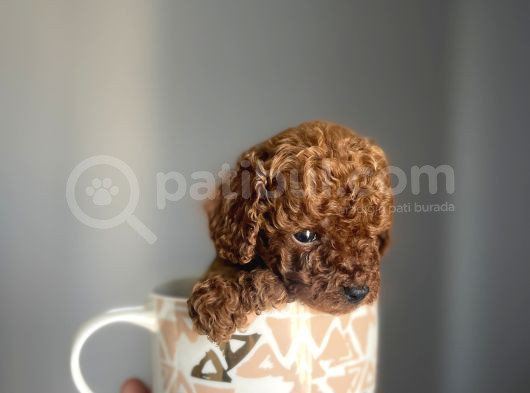 Redbrown Kore Teacup Poodle Bebekler görsel